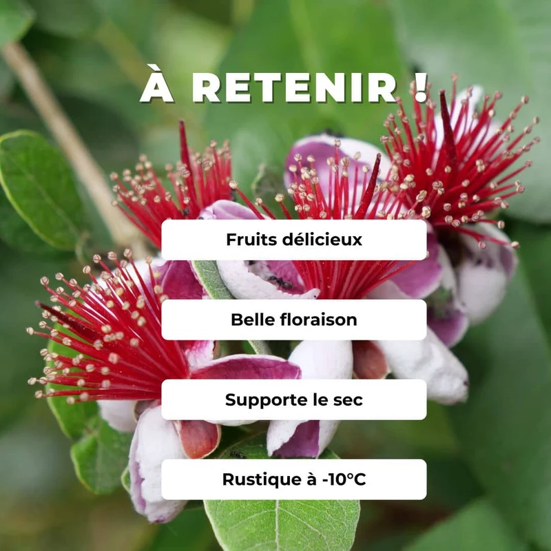 Goyavier du Brésil — Feijoa — Graines ou plant