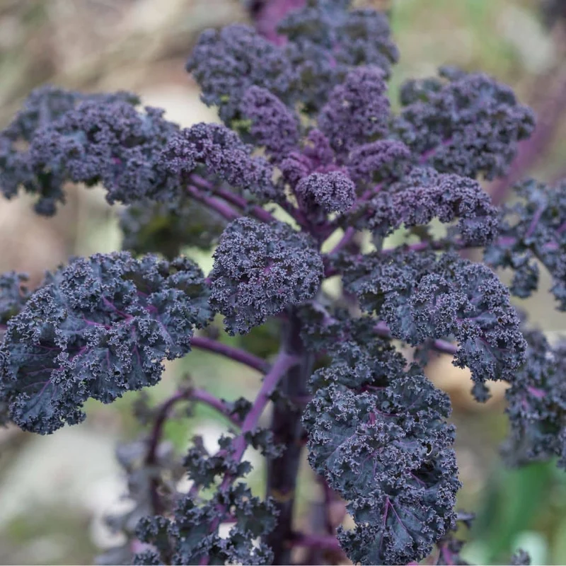 Chou kale Scarlet — Graines