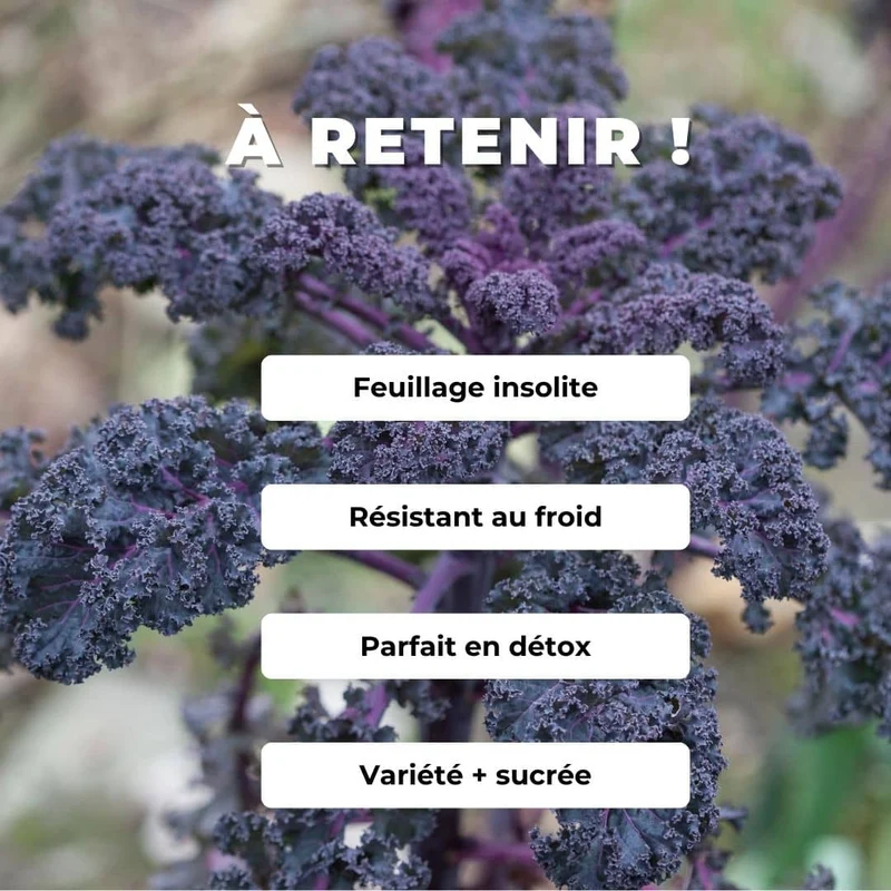 Chou kale Scarlet — Graines