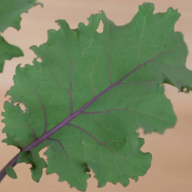 Chou kale Scarlet — Graines