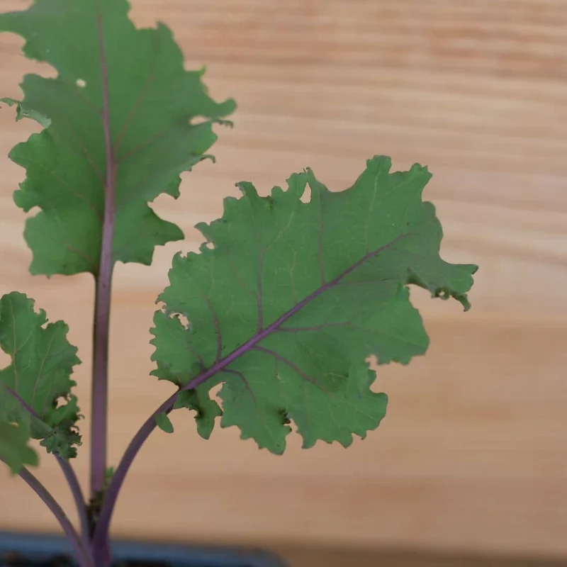Chou kale Scarlet — Graines