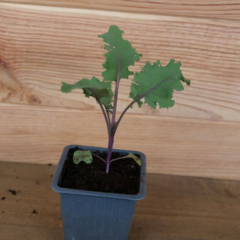 Chou kale Scarlet — Graines