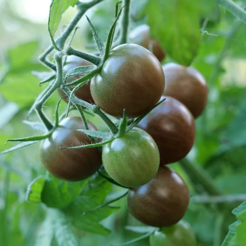Tomate Black Cherry — Graines