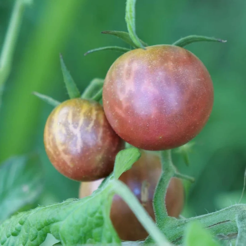 Tomate Black Cherry — Graines