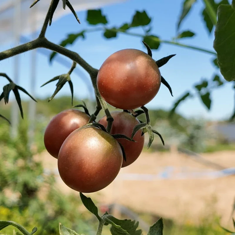 Tomate Black Cherry — Graines
