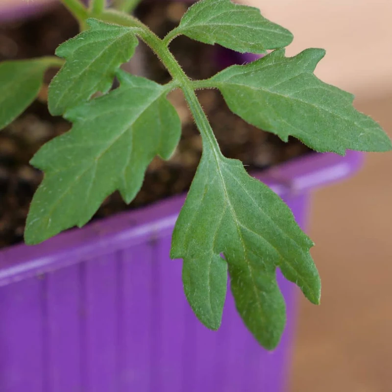 Tomate Black Cherry — Graines