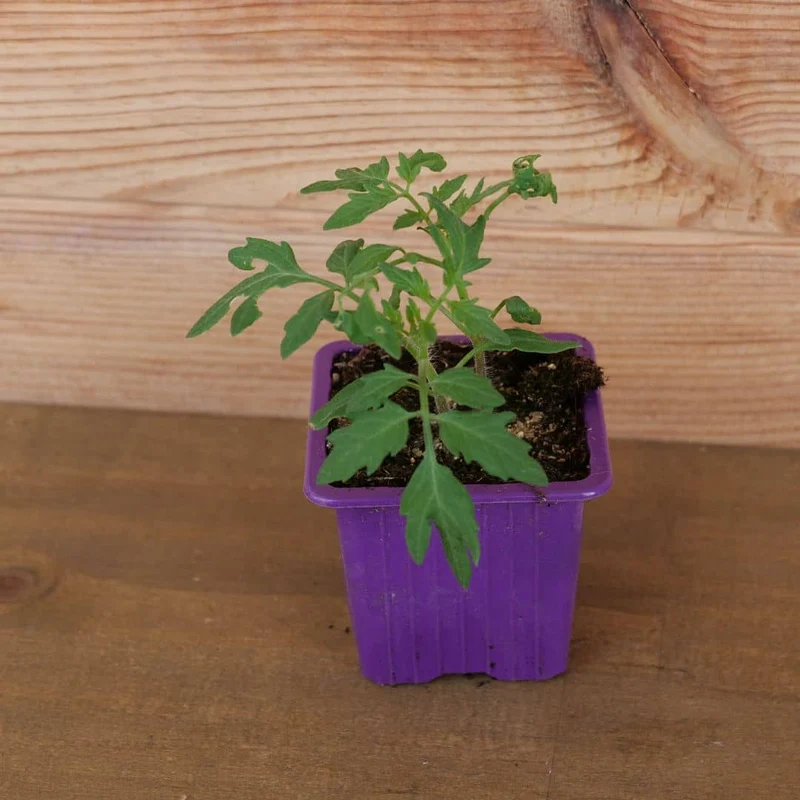 Tomate Black Cherry — Graines