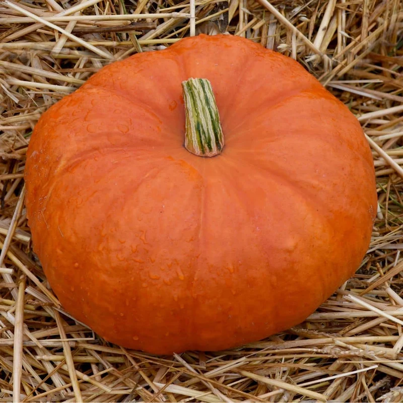 Potiron Rouge Vif d’Étampes — Graines