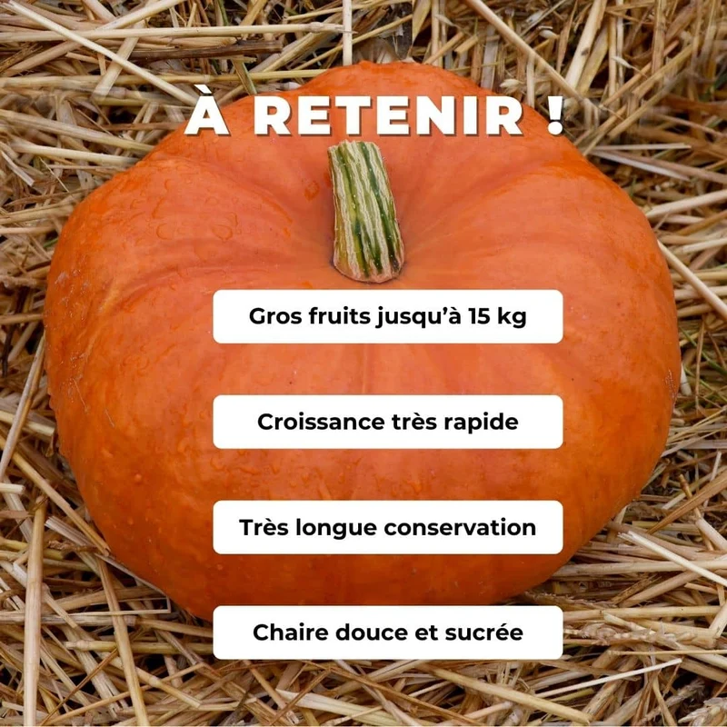 Potiron Rouge Vif d’Étampes — Graines