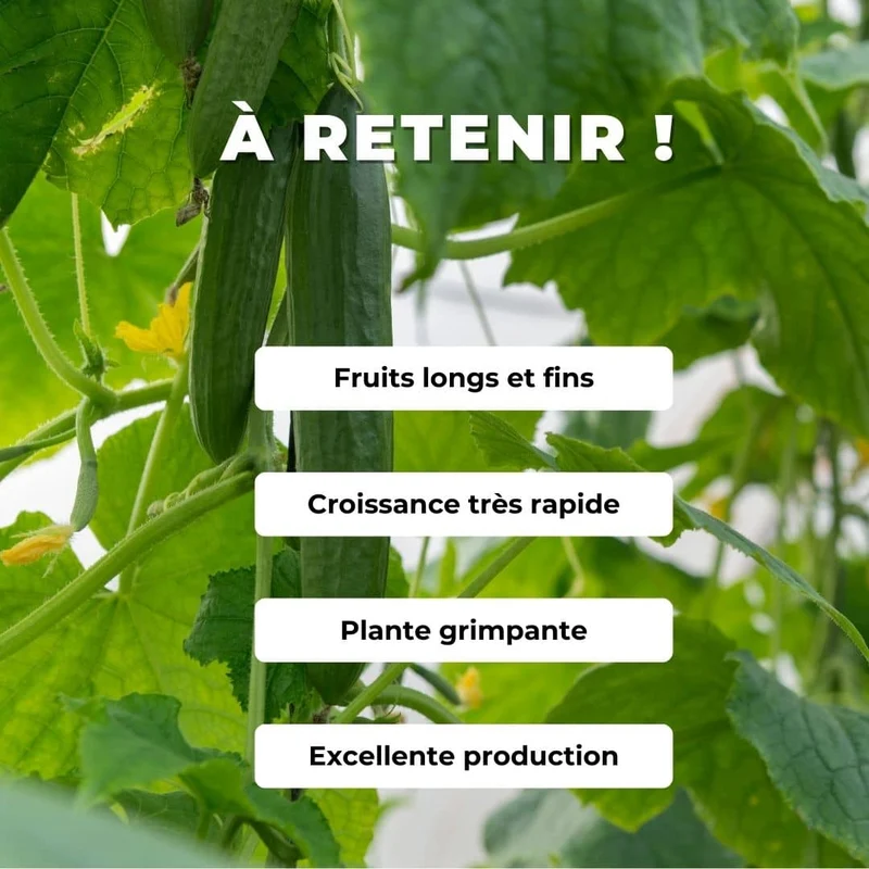 Concombre Vert Long Maraîcher — Graines