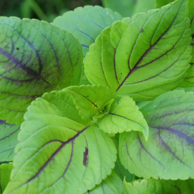 Coléus Caipirinha — Plant