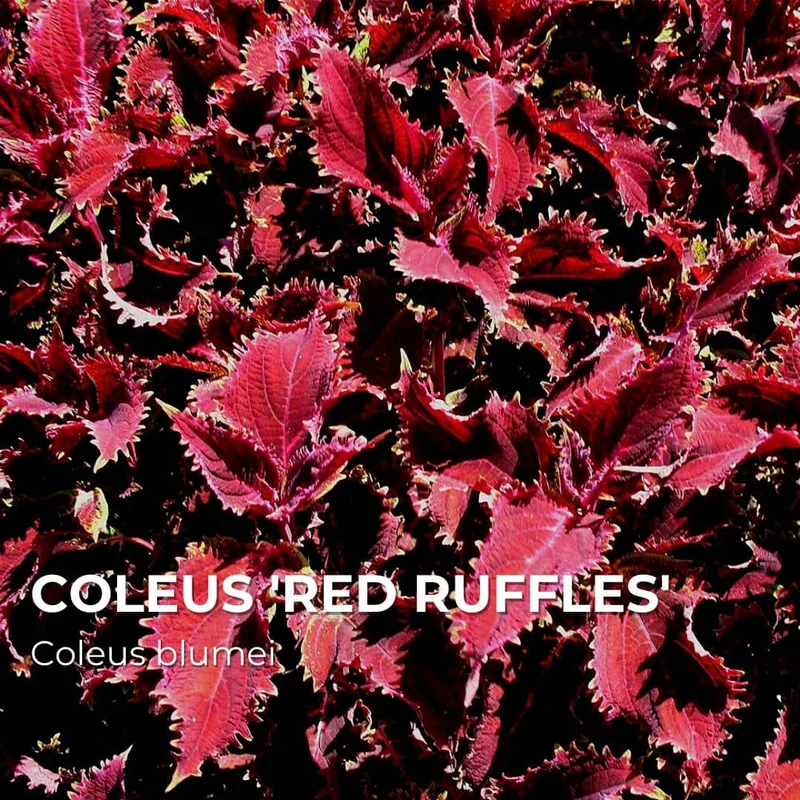 Coléus Red Ruffles — Plant