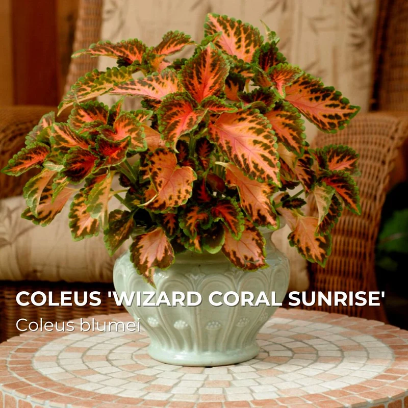 Coléus Wizard Coral Sunrise — Plant