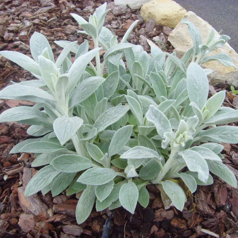 Épiaire de Byzance — Graines ou plant
