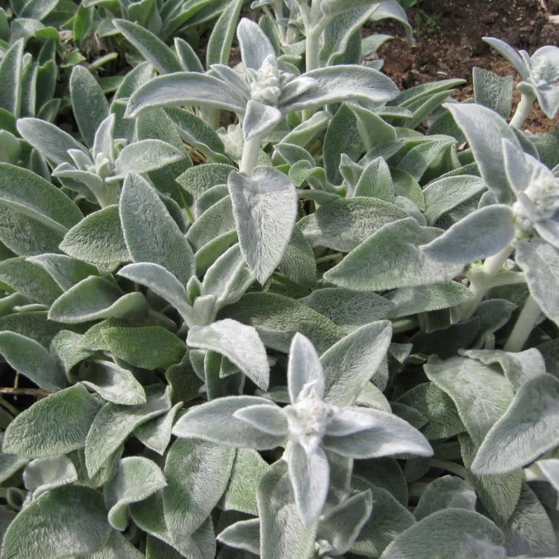 Épiaire de Byzance — Graines ou plant