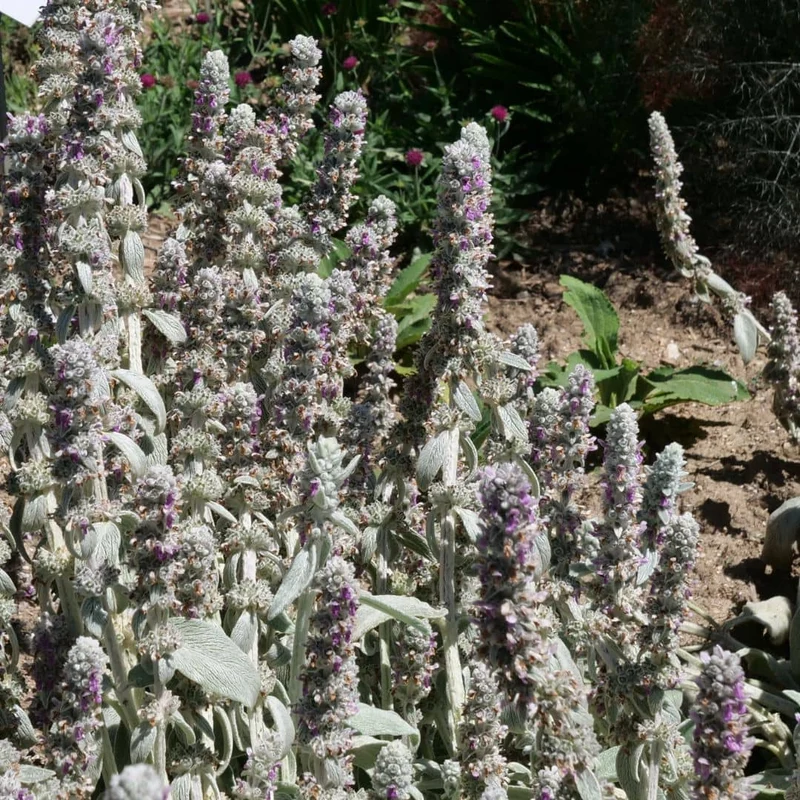 Épiaire de Byzance — Graines ou plant