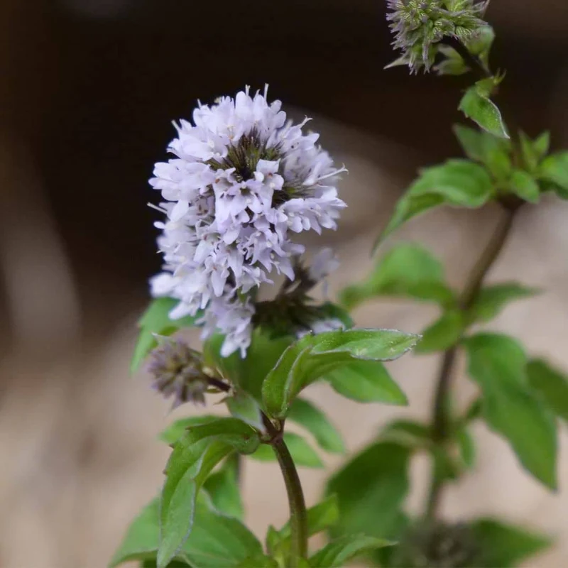 Menthe bergamote — Plant