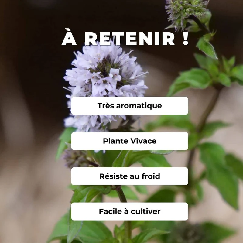 Menthe bergamote — Plant