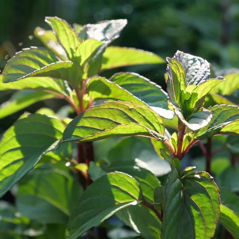 Menthe bergamote — Plant
