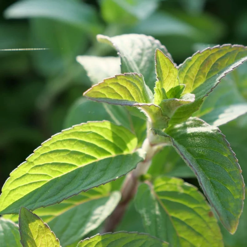 Menthe bergamote — Plant