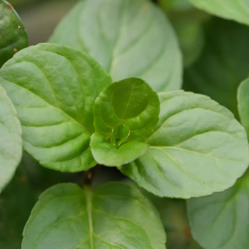 Menthe bergamote — Plant