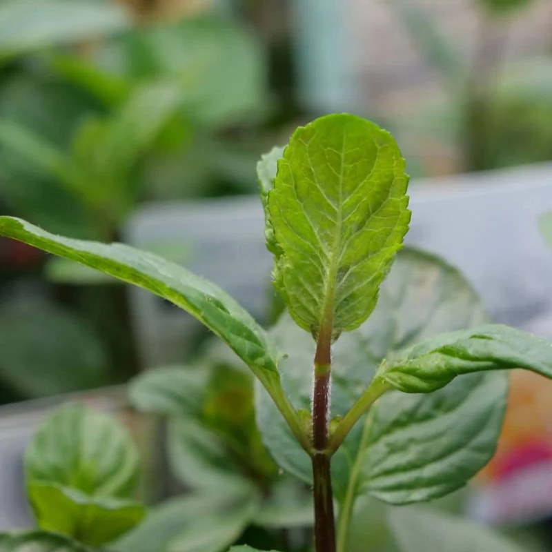 Menthe bergamote — Plant