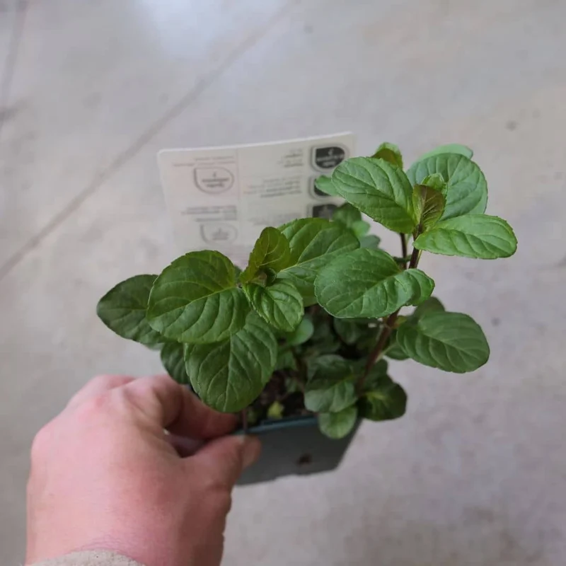 Menthe bergamote — Plant