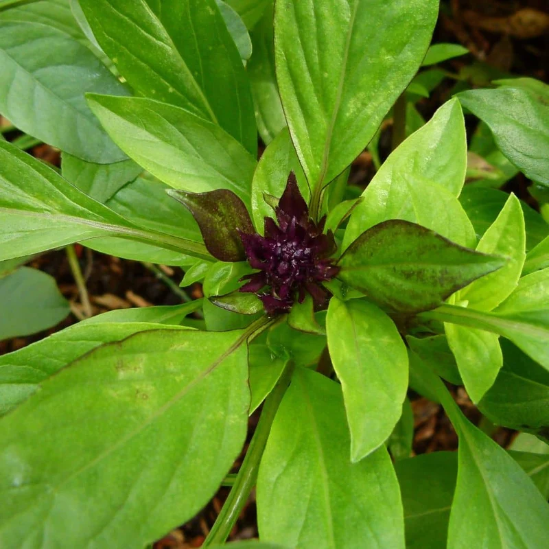Basilic Cannelle — Graines