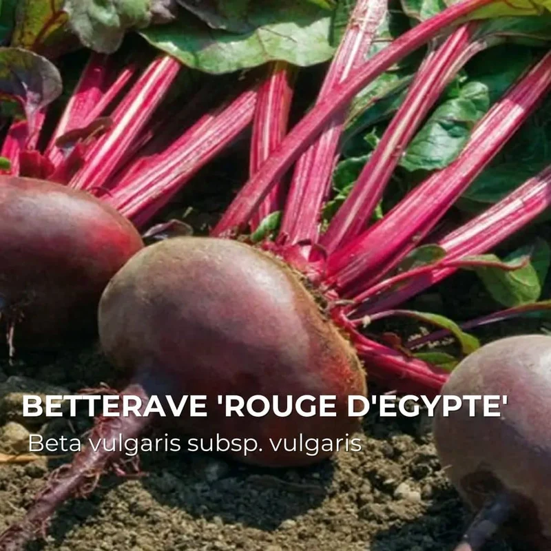 Betterave Rouge d’Égypte — Graines