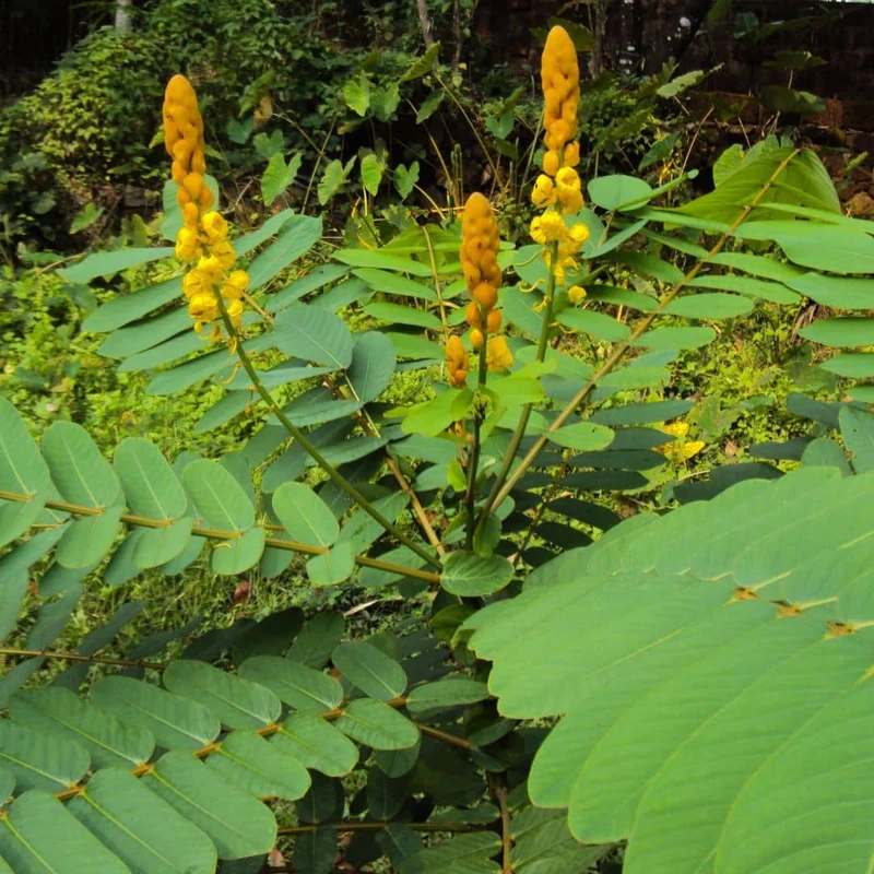 Dartrier — Graines ou plant