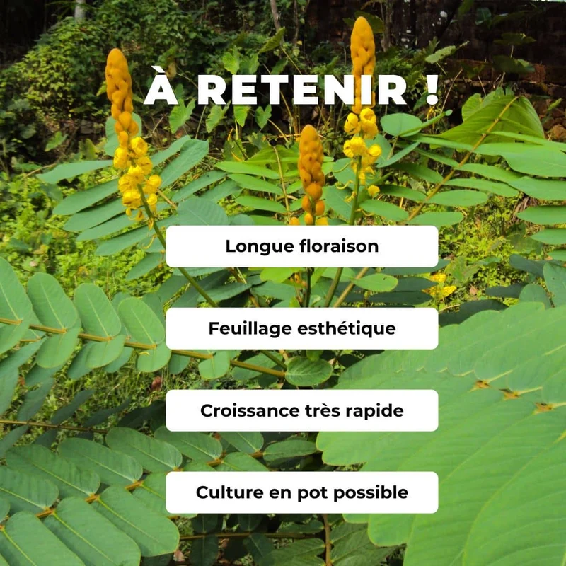 Dartrier — Graines ou plant