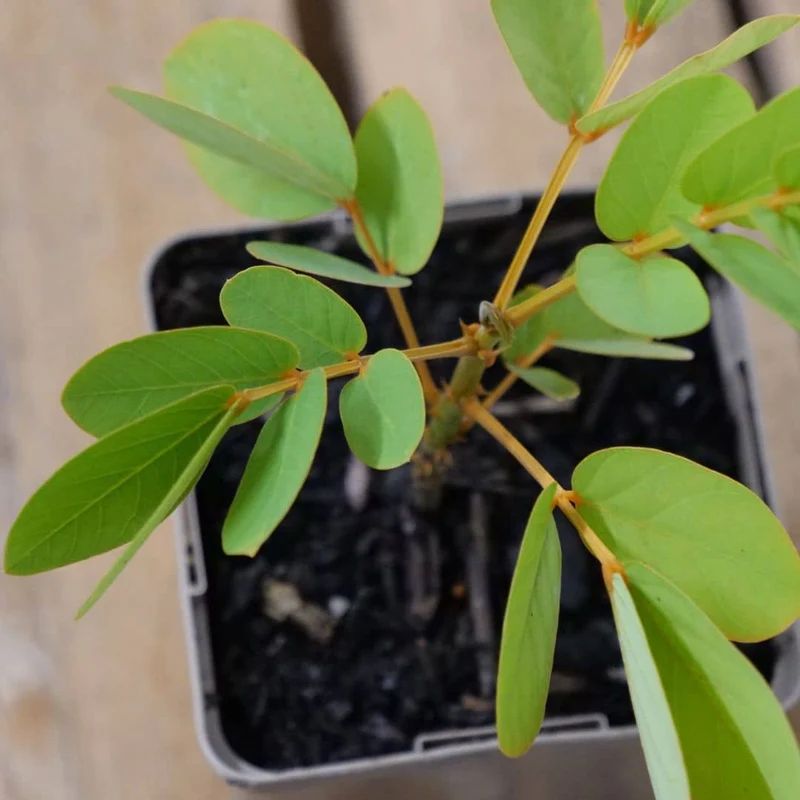 Dartrier — Graines ou plant