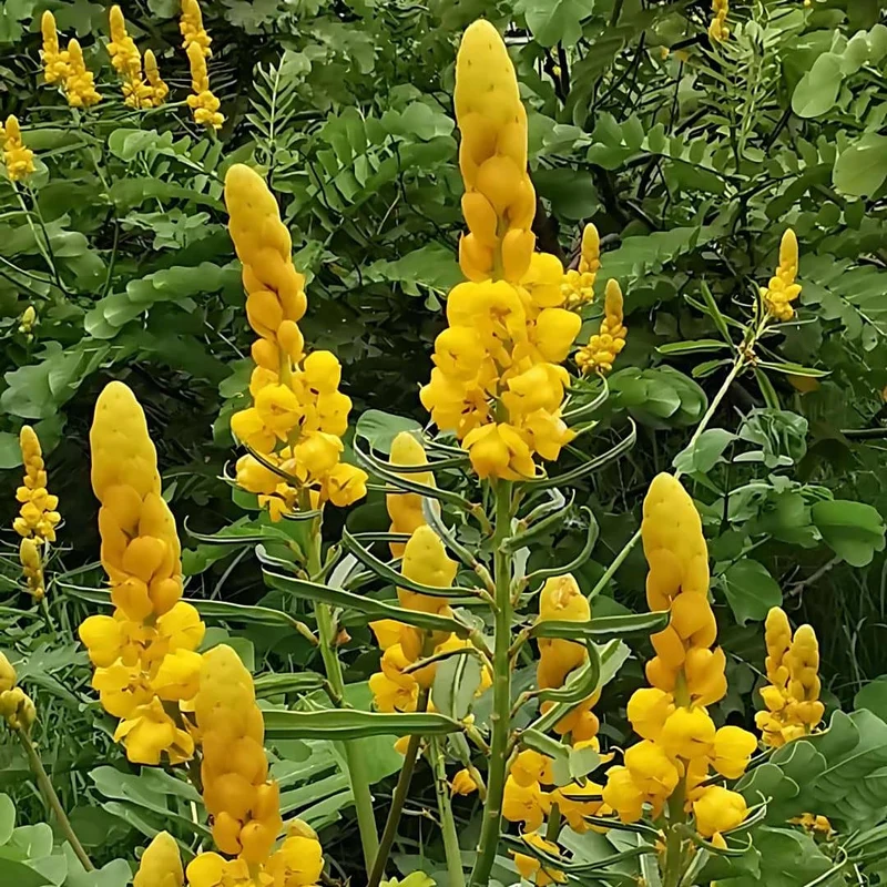Dartrier — Graines ou plant