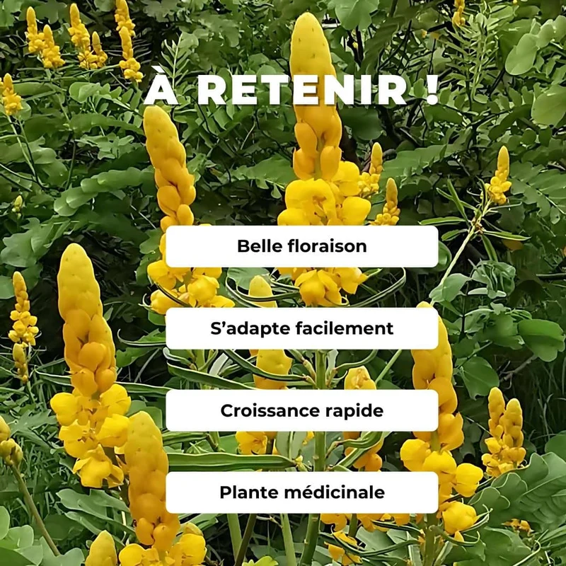 Dartrier — Graines ou plant