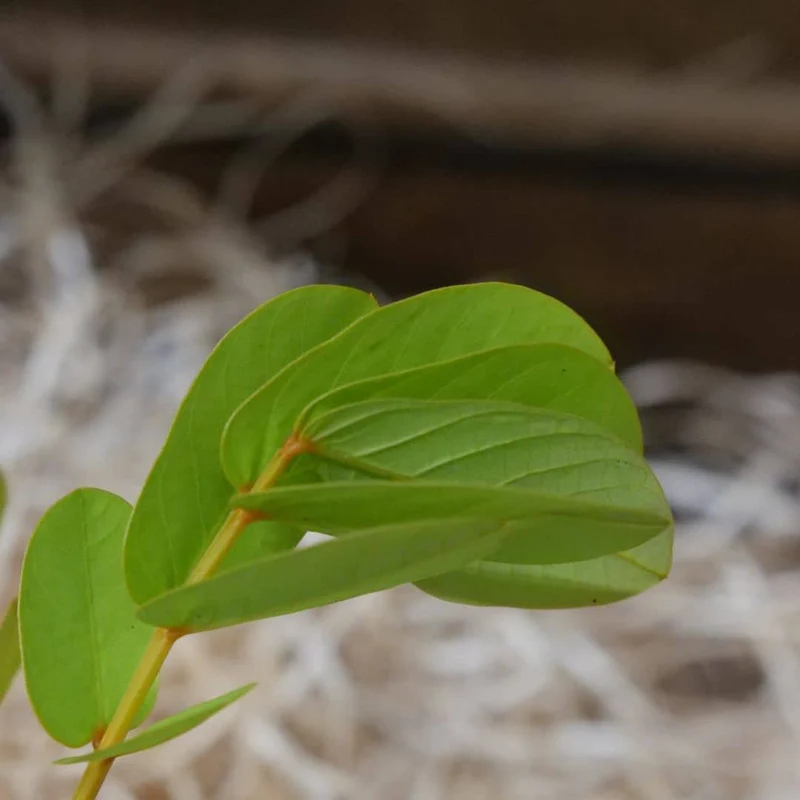 Dartrier — Graines ou plant