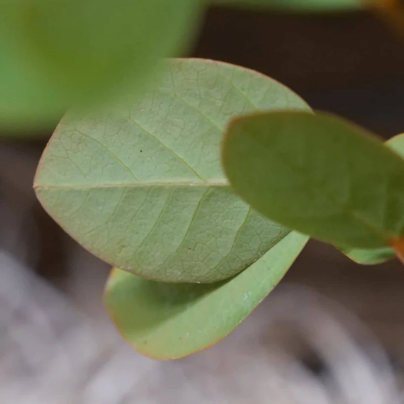 Dartrier — Graines ou plant