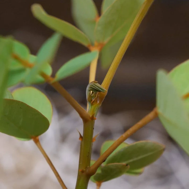 Dartrier — Graines ou plant
