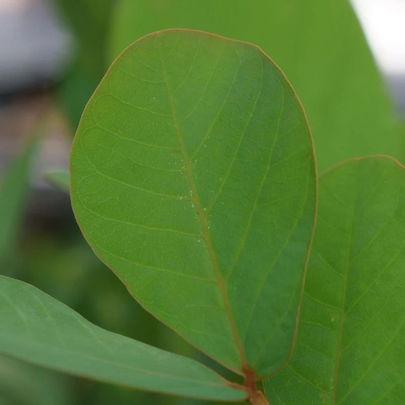 Dartrier — Graines ou plant
