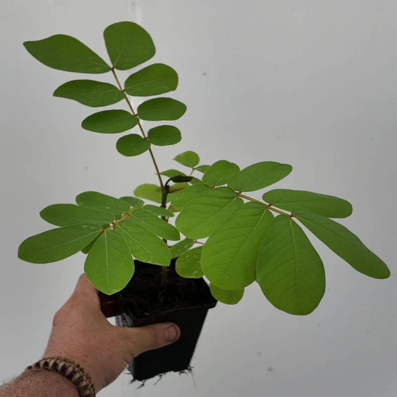 Dartrier — Graines ou plant