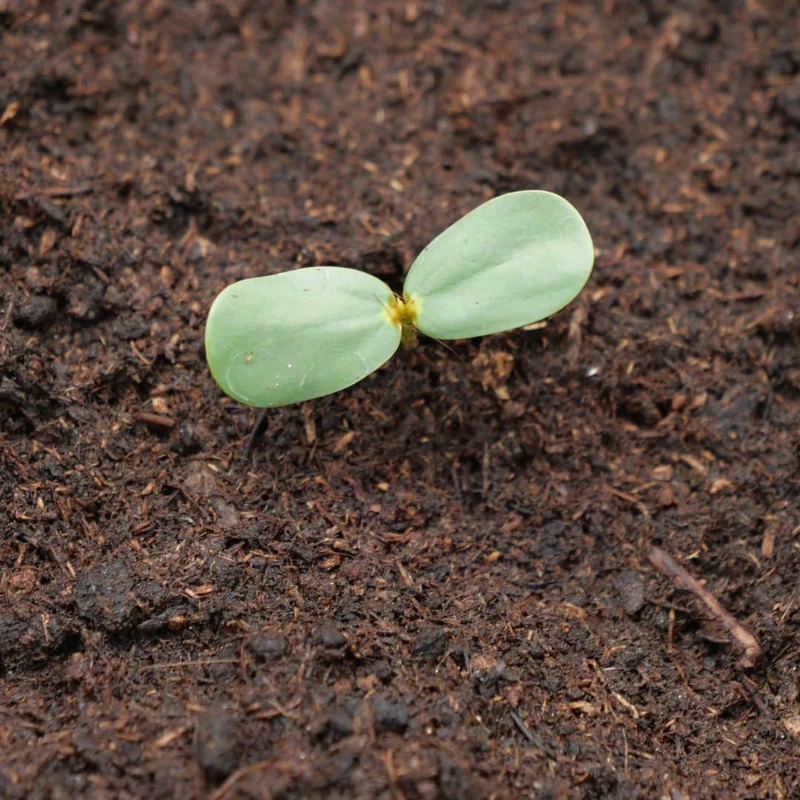 Dartrier — Graines ou plant
