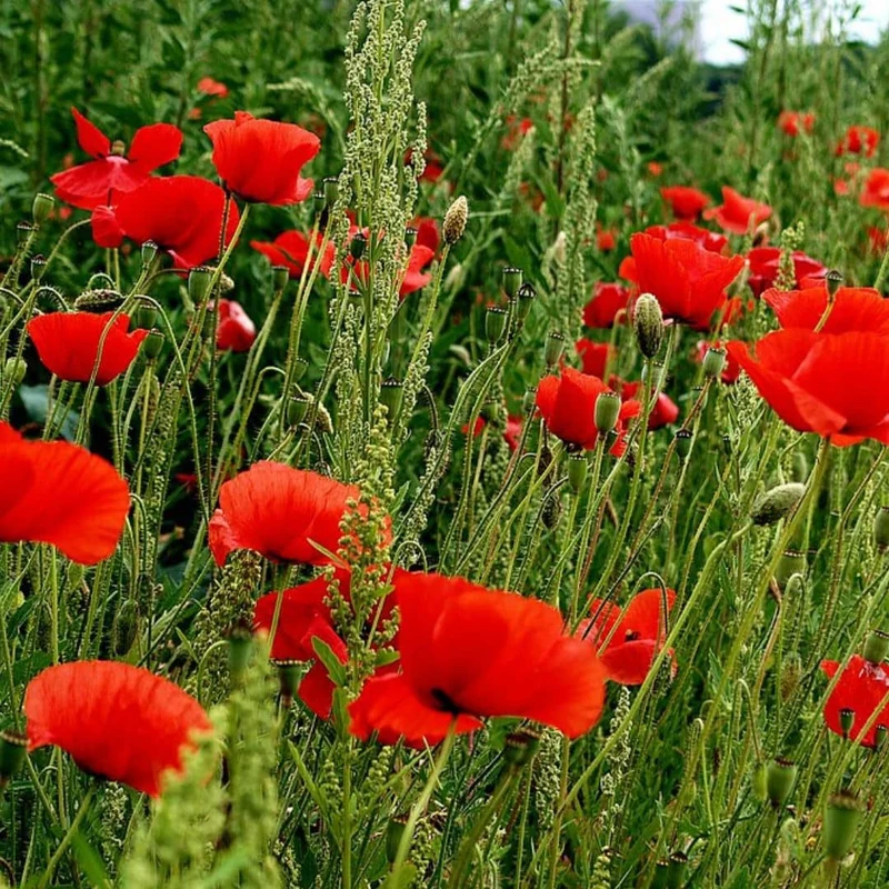 Coquelicot — Graines