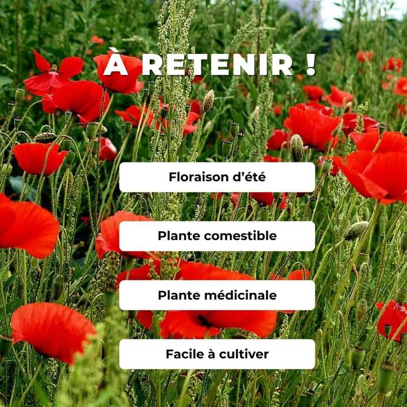 Coquelicot — Graines