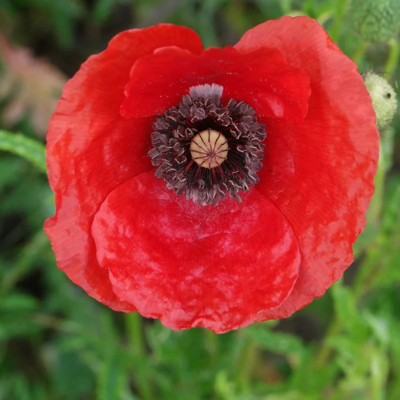Coquelicot — Graines