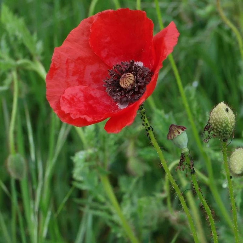 Coquelicot — Graines