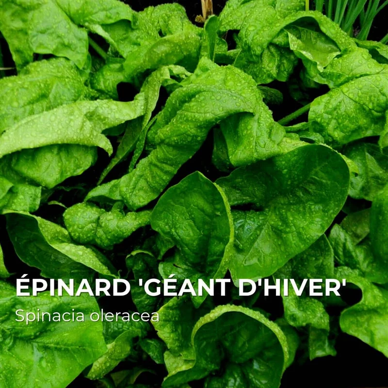 Épinard Géant d’Hiver — Graines