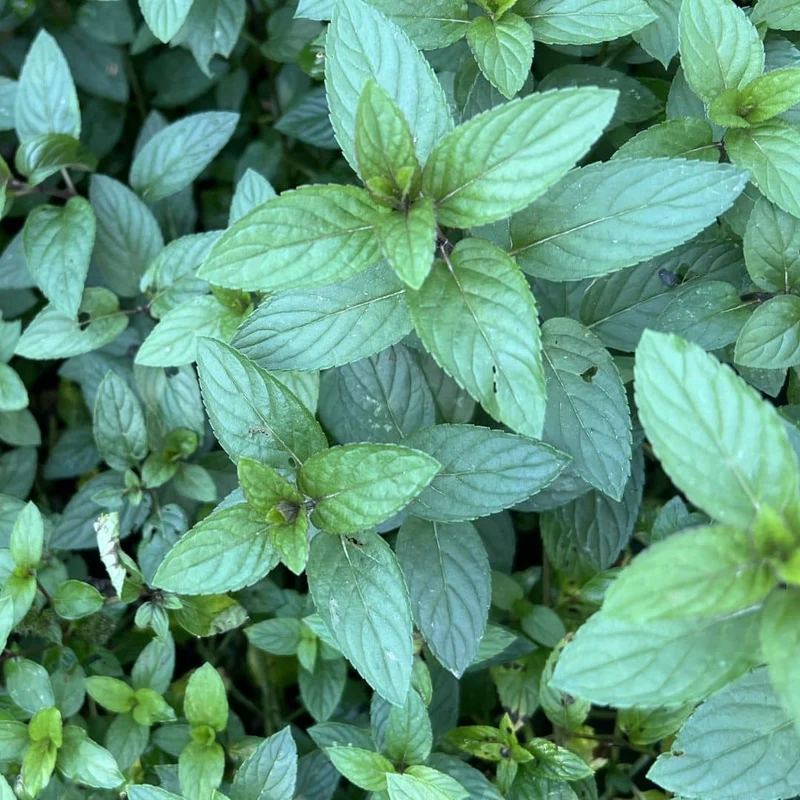 Menthe poivrée — Plant