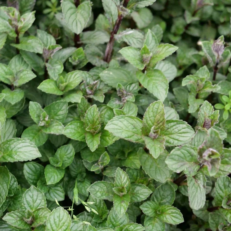 Menthe poivrée — Plant