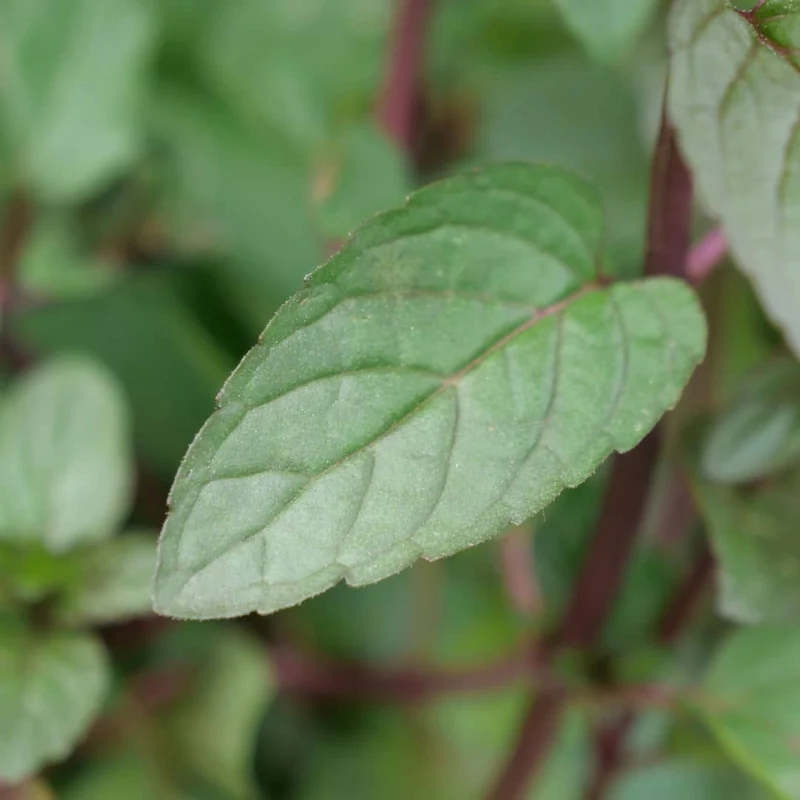 Menthe poivrée — Plant