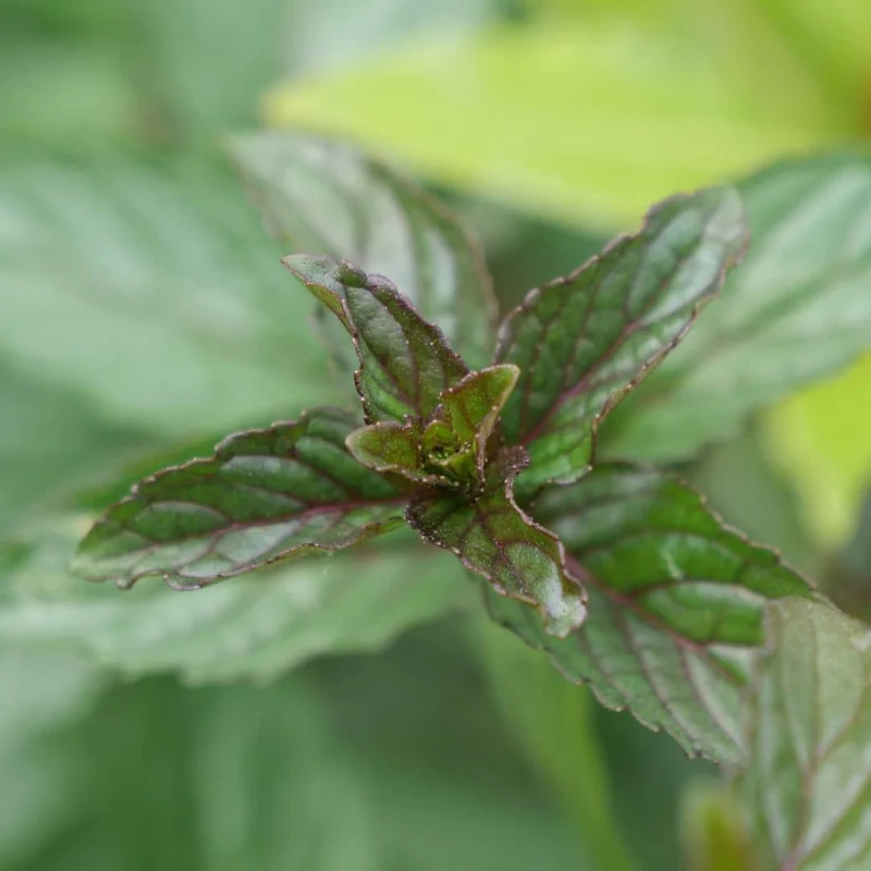 Menthe poivrée — Plant
