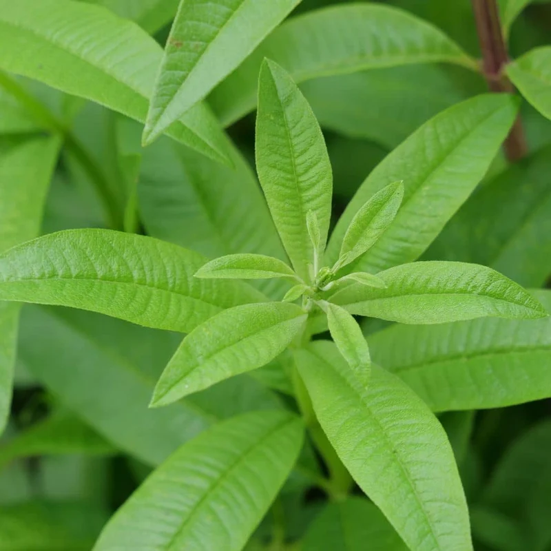 Verveine citronnelle — Plant